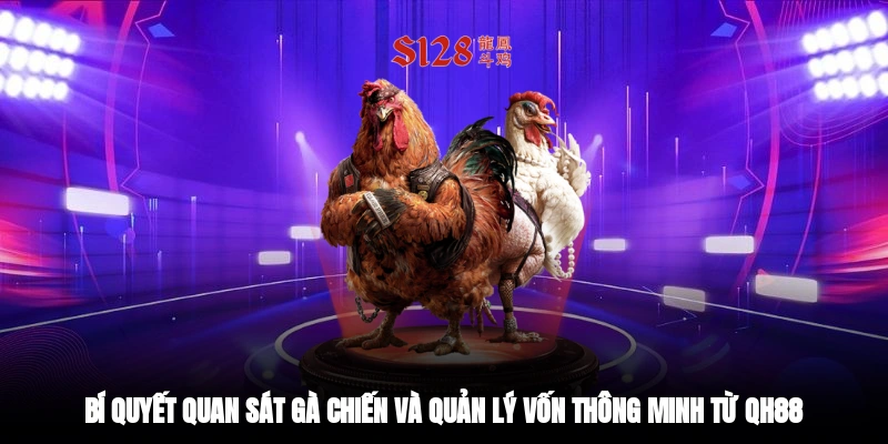 Bí quyết quan sát gà chiến và quản lý vốn thông minh từ QH88