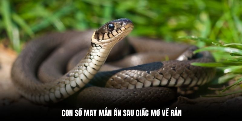 Con số may mắn ẩn sau giấc mơ về rắn