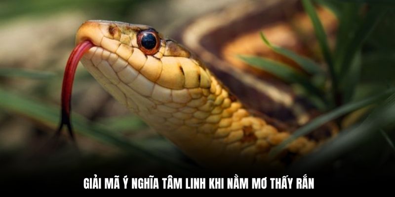 Giải mã ý nghĩa tâm linh khi nằm mơ thấy rắn