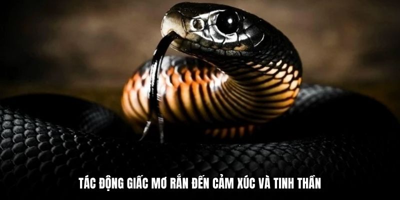 Tác động giấc mơ rắn đến cảm xúc và tinh thần 