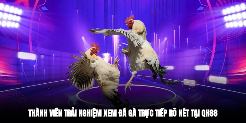 Thành viên trải nghiệm xem đá gà trực tiếp rõ nét tại QH88
